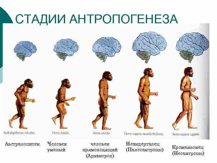 Название стадий человека. Основные этапы этапы антропогенеза. Стадия антропогенеза (архантропы Палеоантропы)?. Этапы развития человечества Антропогенез..... Антропогенез человека таблица 11 класс архантропы.