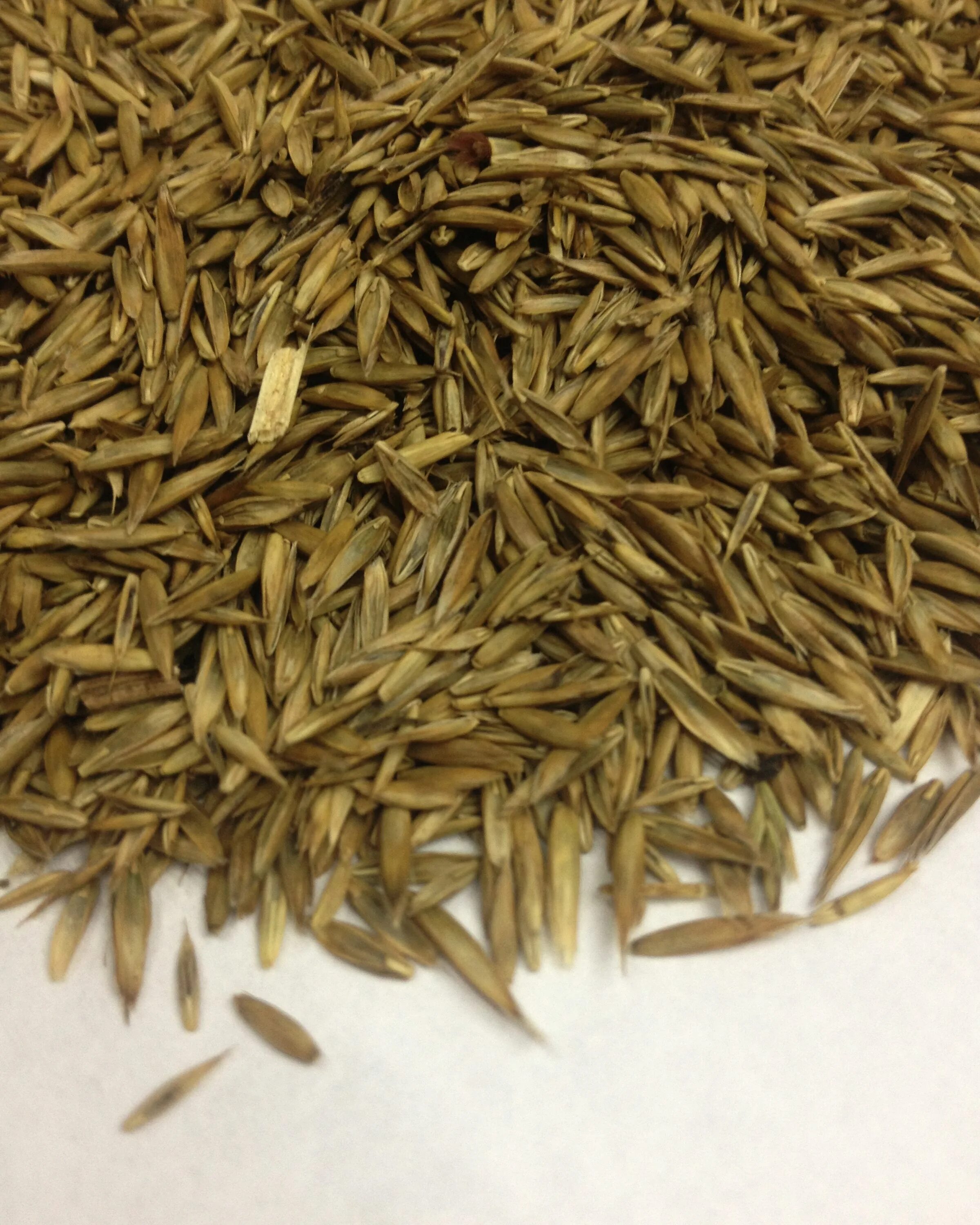 Авито семена трав. Мятлик семена. семена трав: мятлик. семена луговых трав. трава с семенами.