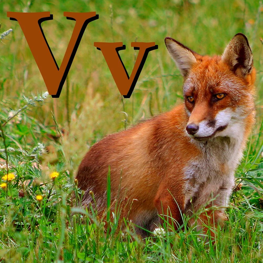 Лисичка патрикеевна полярная. Лиса обыкновенная. Какого цвета лиса зимой и летом. Лиса зимний окрас. Лиса летом.