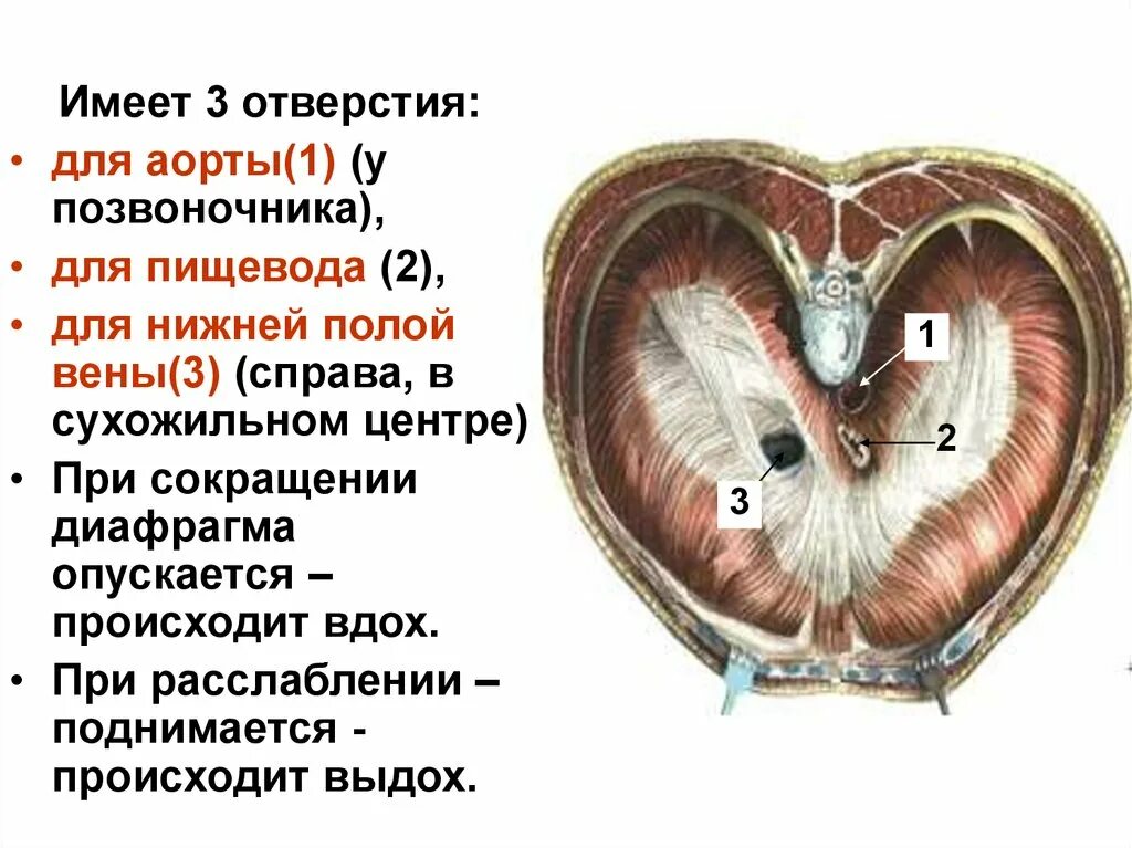 В диафрагме выделяют. Аортальное отверстие диафрагмы. отверстие нижней полой вены в диафрагме. аортальное отверстие диафрагмы анатомия. диафрагма имеет отверстие нижней полой вены в.
