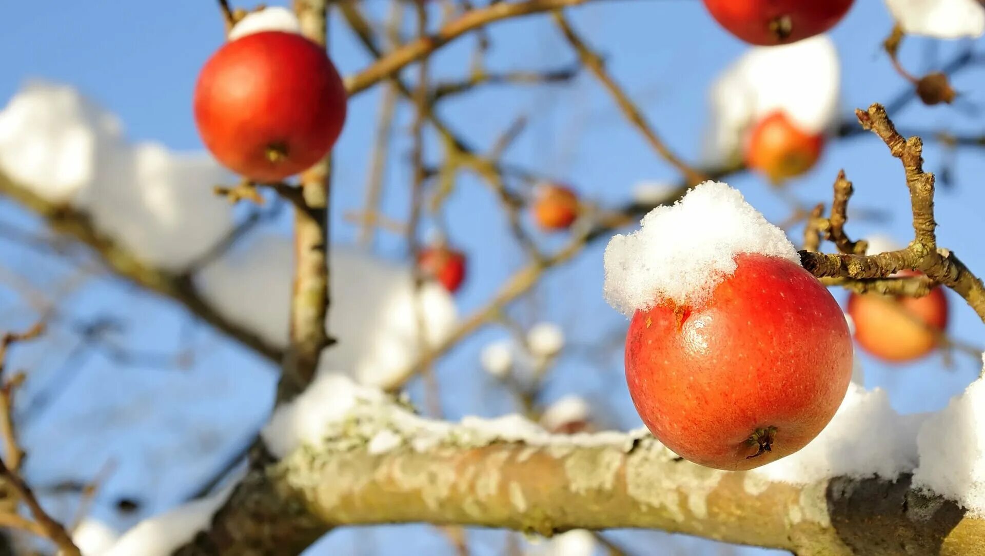 Зимняя яблоня какая. Зимние плодовые деревья. Яблоня в снегу. Зимние яблоки. Яблоневый сад зимой.