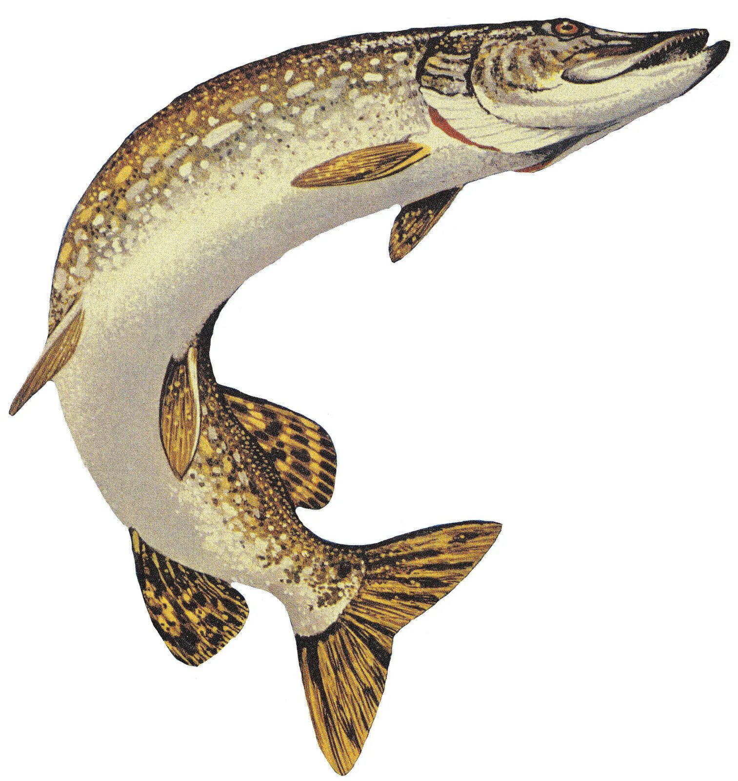 Щука обыкновенная рисунок. Esox kronneri. Речные рыбы щука. Esox Lucius — обыкновенная щука систематика. Northern Pike рыба.