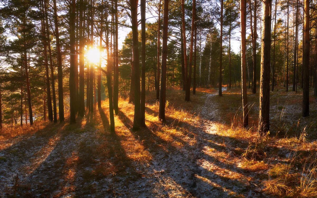 бор минусинск осень. лиственница восточной сибири. осенний сосновый лес. сосны осенью в лесу. сосновый лес.