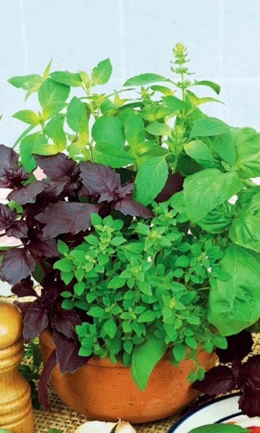 Базилик огородный. Базилик смесь. Базилик русский гигант зеленый гавриш. Семена седек базилик смесь. Базилик греческий.