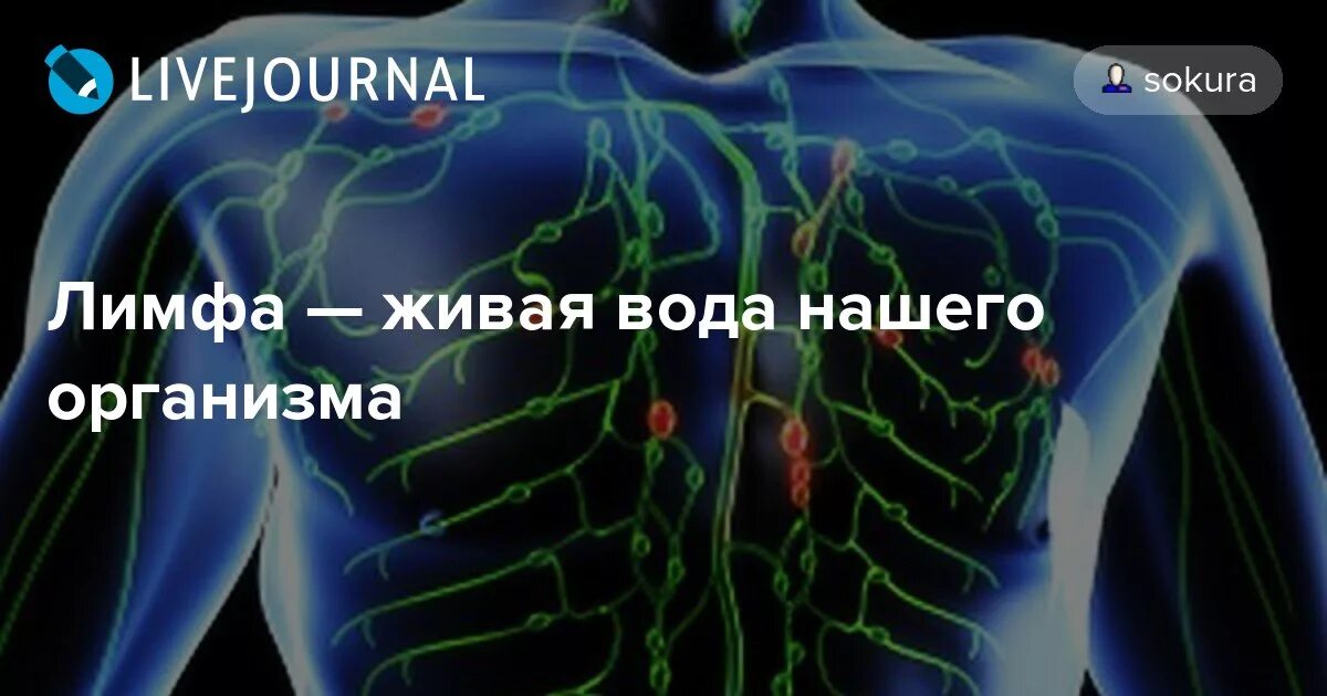 Лимфа здоровая отзывы. Лимфа живая вода нашего организма. лимфа в живую. лимфа канализация организма. лимфатическая система это живая вода организма.