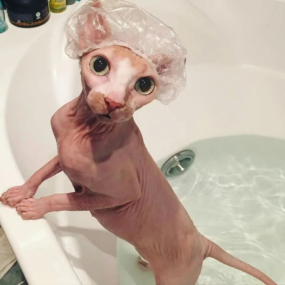 Как мыть кота в ванной. Котик в ванне. мокрый кот в ванне. котик моется в ванной. мокрая кошка.
