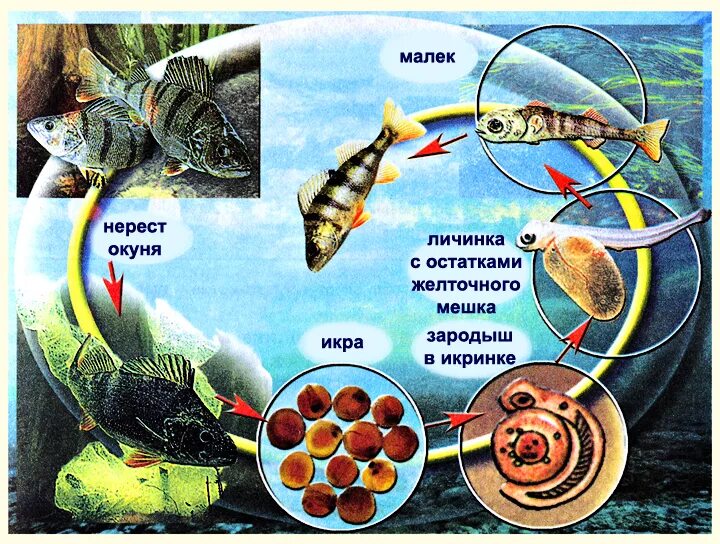 Стадии развития речного окуня. Размножение и развитие рыб. Схема развития рыбы. Этапы размножения рыб. Размножение животных рыбы