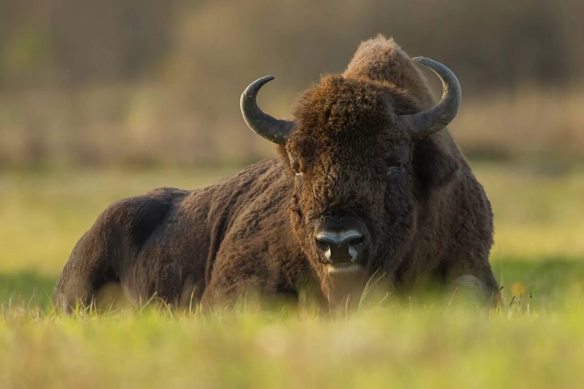 Беловежская пуща зубры. ЗУБР Bison bonasus. Беловежская пуща бык. Европейский ЗУБР. Бизон бык