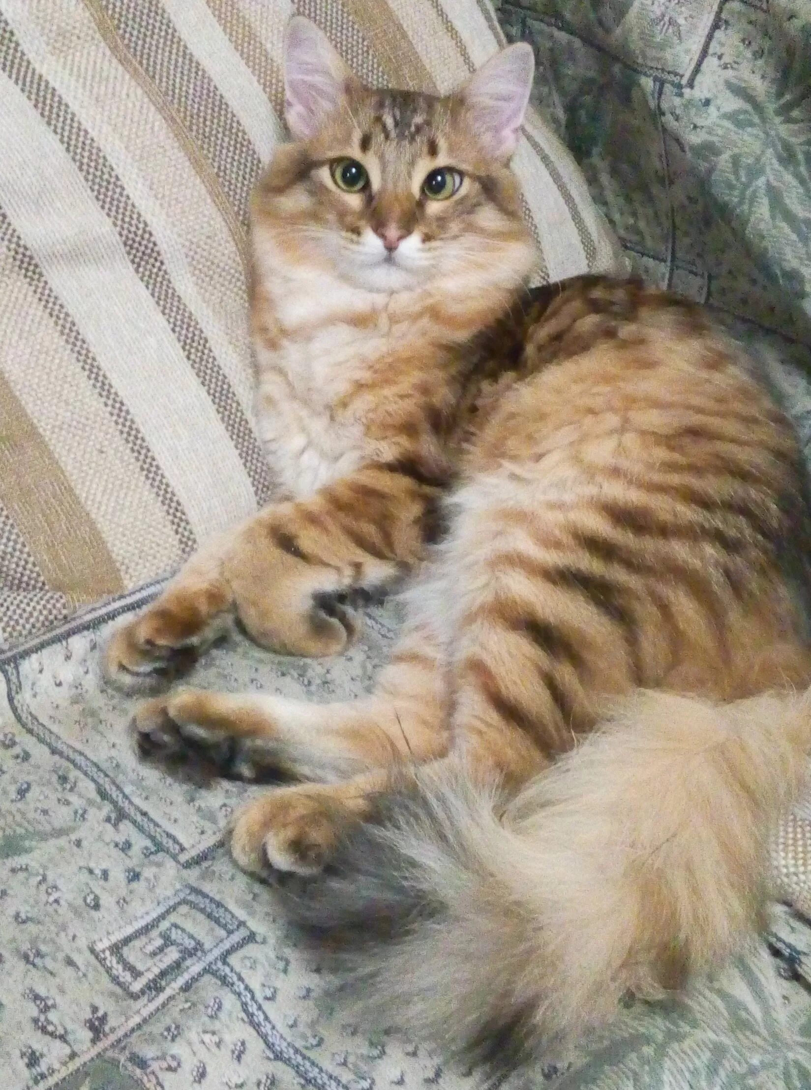 Трехцветные коты мужского пола