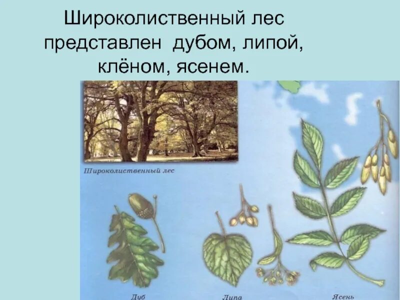 Ясень окружающий мир 2 класс. Ясень в широколиственных лесах. дуб широколиственный. нарисовать широколиственный лес.