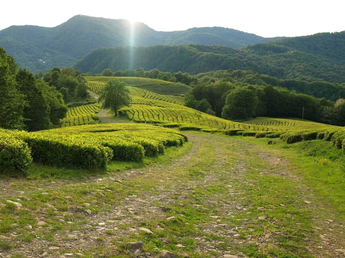 Краснодарский чай плантации. Чайные плантации сочи мацеста. Мацеста чайные плантации. Сельхоз сочи. Чайные плантации дагомыс.