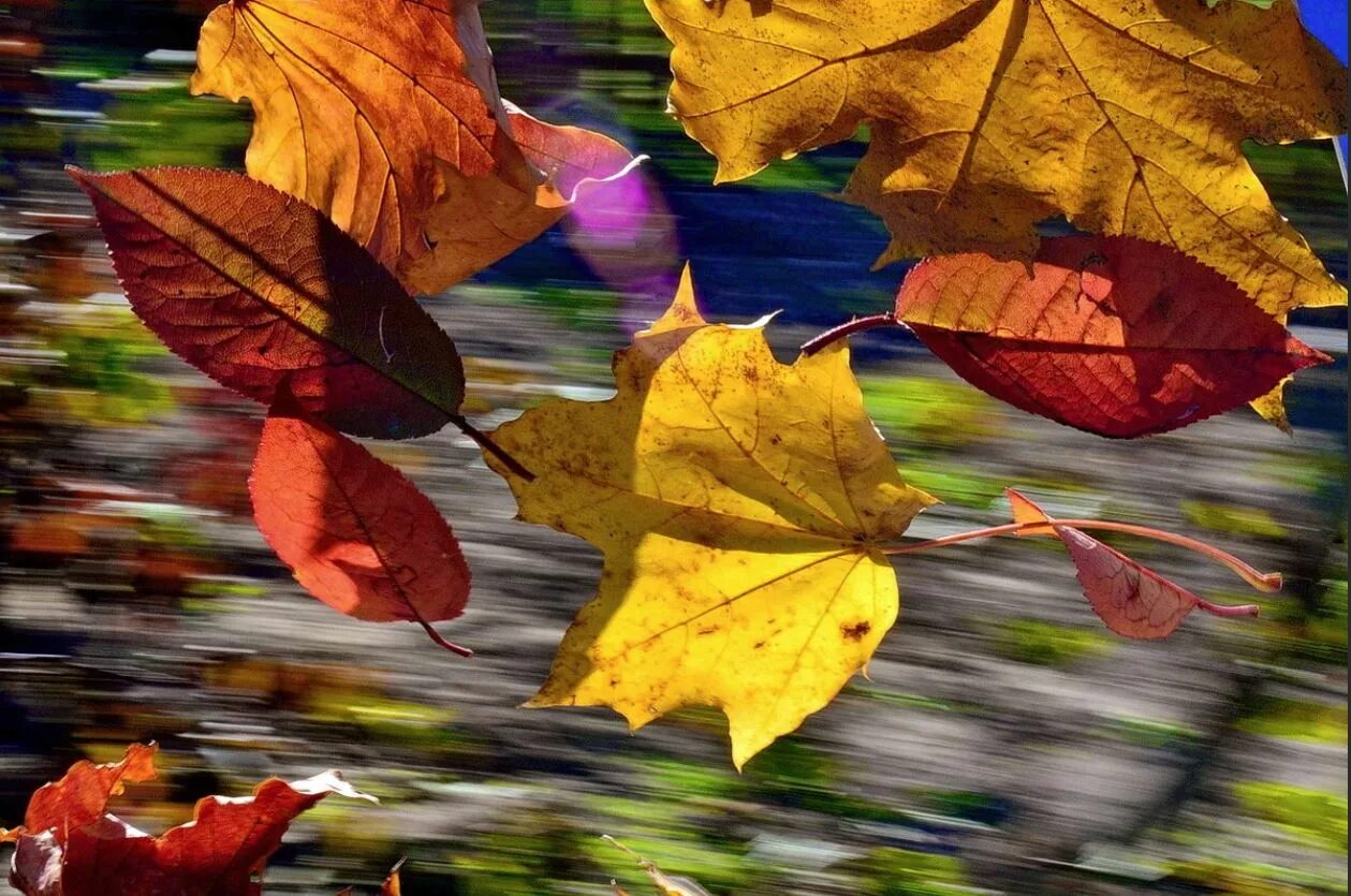 Осень листопад. Листья кружатся. Осенняя листва. Осенние листья на ветру. Листья желтые кружатся оригинал