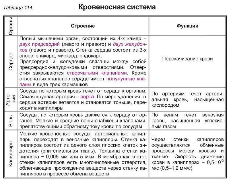 Эволюция кровеносной системы беспозвоночных животных таблица. Строение сердечно сосудистой системы таблица. Эволюция кровеносной системы биология 7 класс. Эволюция кровеносной системы позвоночных таблица. Кровеносная система человека таблица строение и функции.