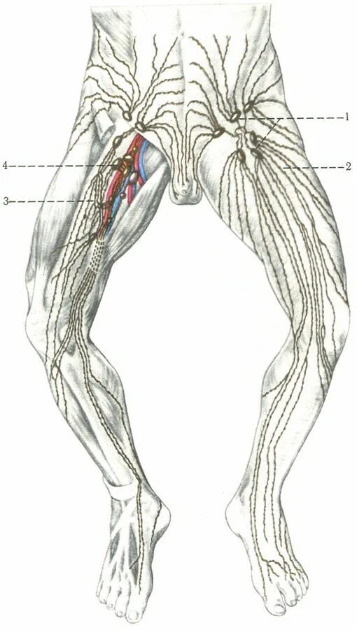 Вена в паху у мужчин. Паховые лимфоузлы анатомия. Пахово бедренные лимфоузлы.