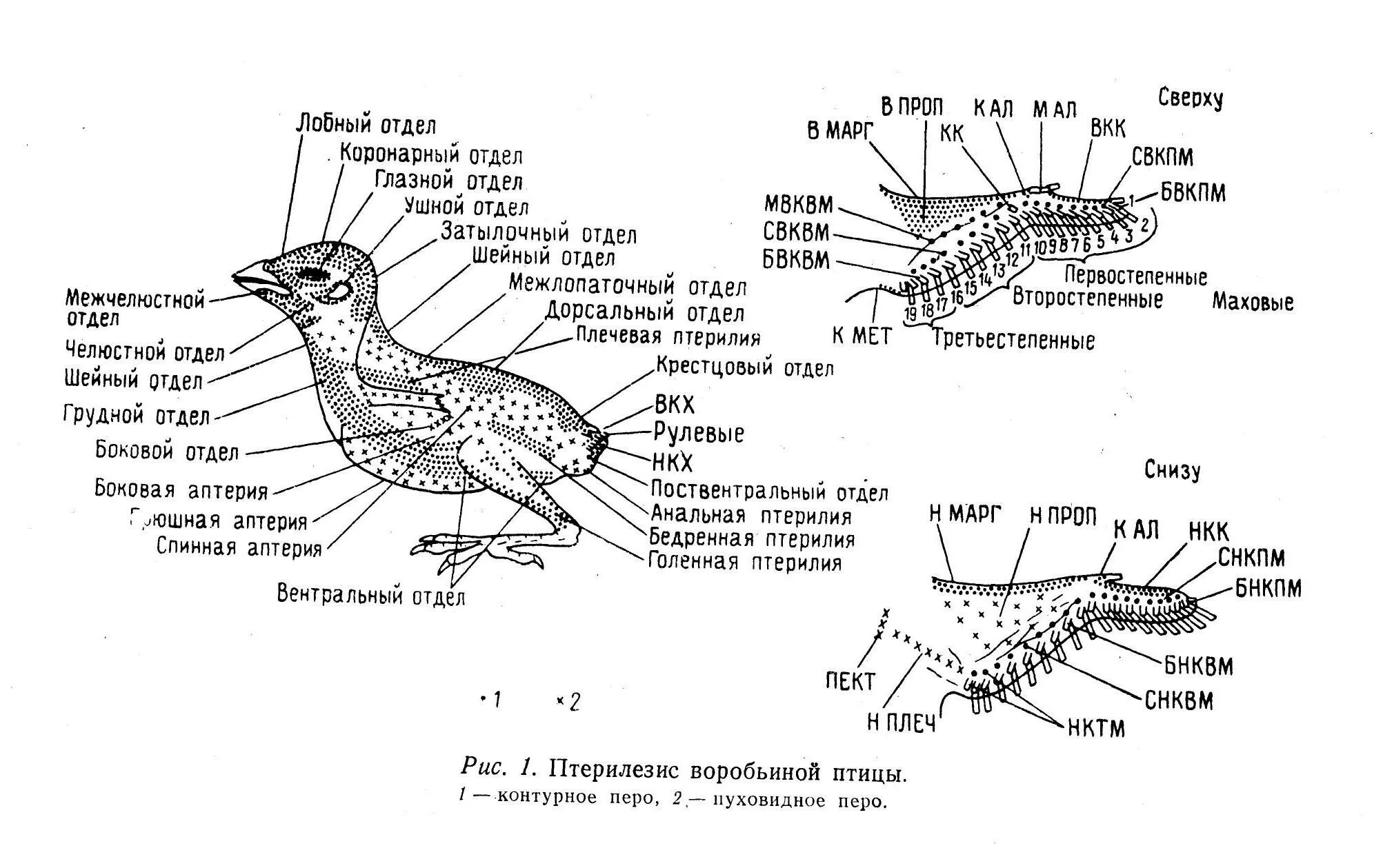 Расположение контурного пера на теле птицы. Аптерии у птиц. Птерилии и аптерии птицы. Птерилии у птиц это. Схема расположения птерилий и аптерий.