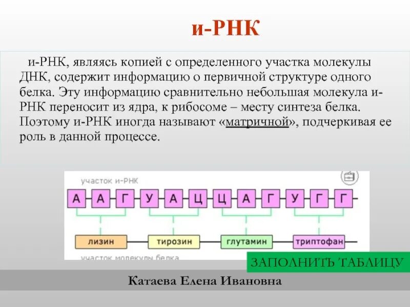 Какую информацию содержат гены