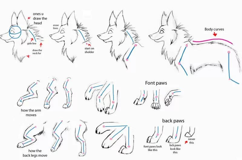 Где находятся чертежи волка Pin by sara heberg on animation Dyr Wolf drawing, Wolf sketch, Animal drawings
