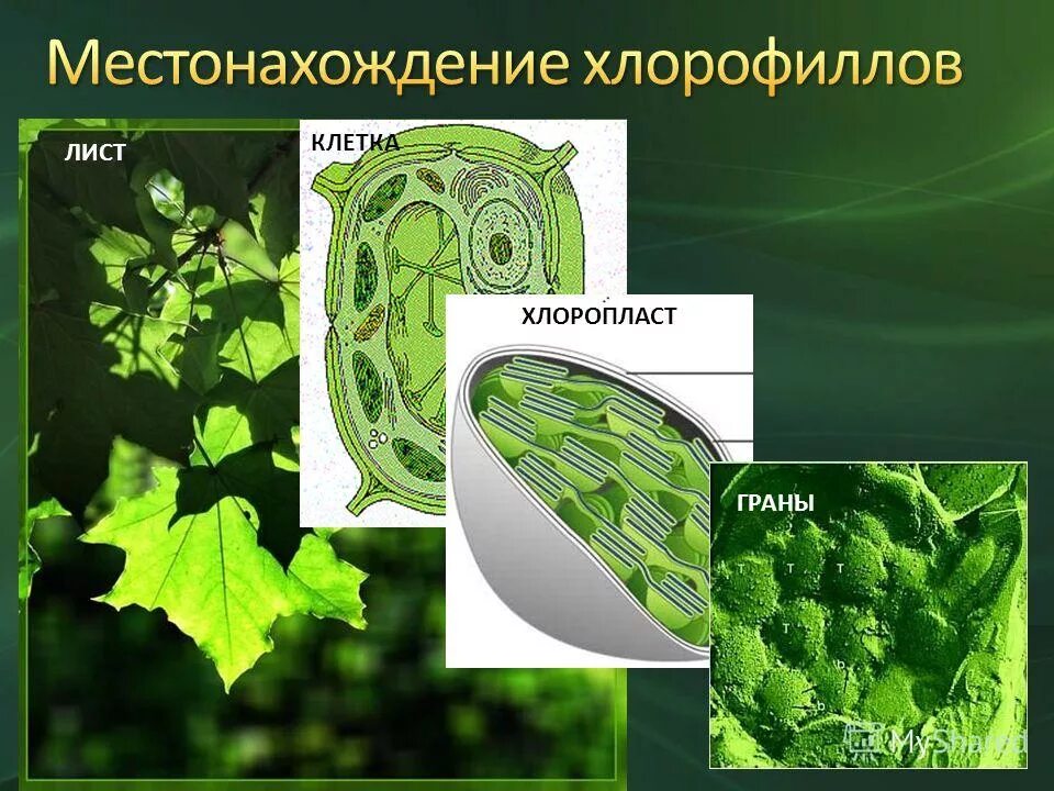 Хлоропласты в растительной клетке. Хлоропласты в листе элодеи. Хлорофилл в клетке. Хлорофилл в пластидах. Хлорофилл в клетках растения.