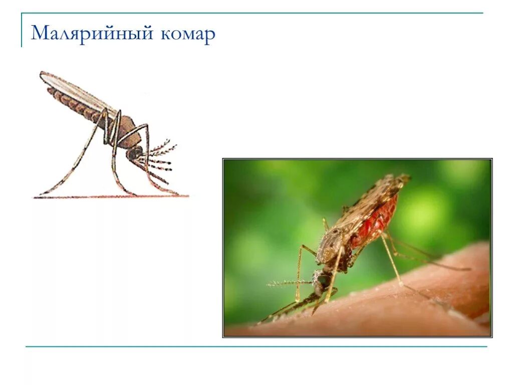 Комар малярийный отряд. Отряд Двукрылые малярийный комар. Малярийный комар опасен. Комар малярийный и обыкновенный.