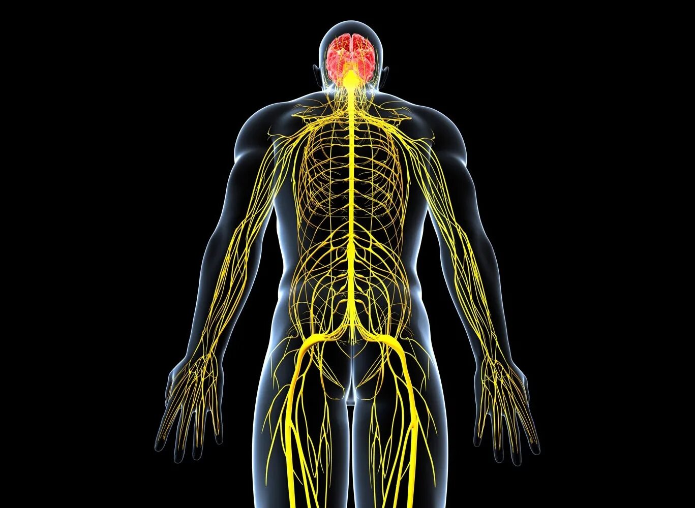 Центр периферическая нервной системы. Нервная система человека ЦНС И периферической. Центральная и периферическая нервная система. Нервная система человека ЦНС И ПНС. ПНС анатомия.