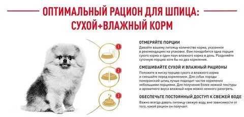 Можно кормить шпица сухим кормом
