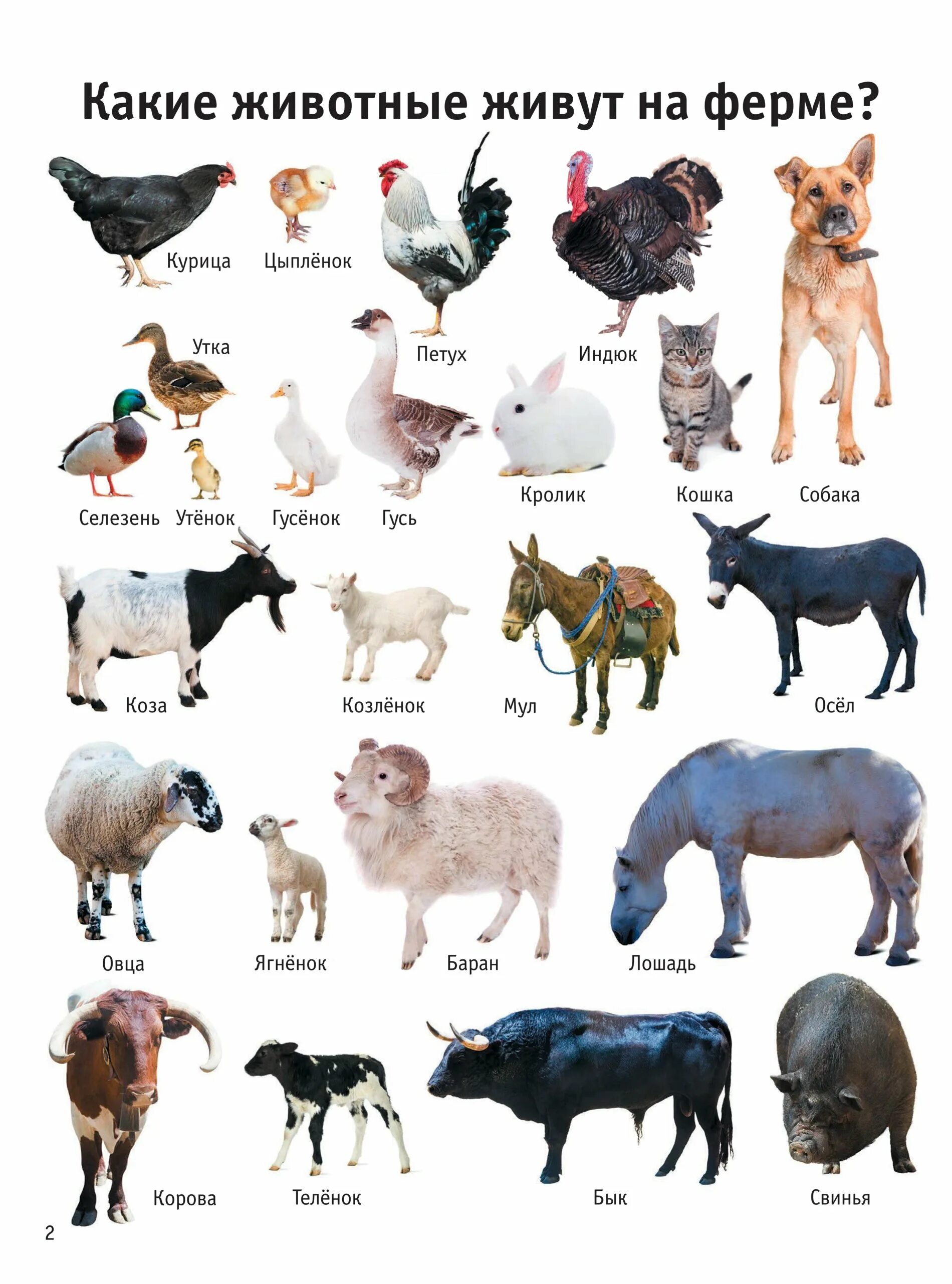 Каких животных ты знаешь. Домашние животные. Домашние животные список. Название домашних жывотны. Названия домашних живот.