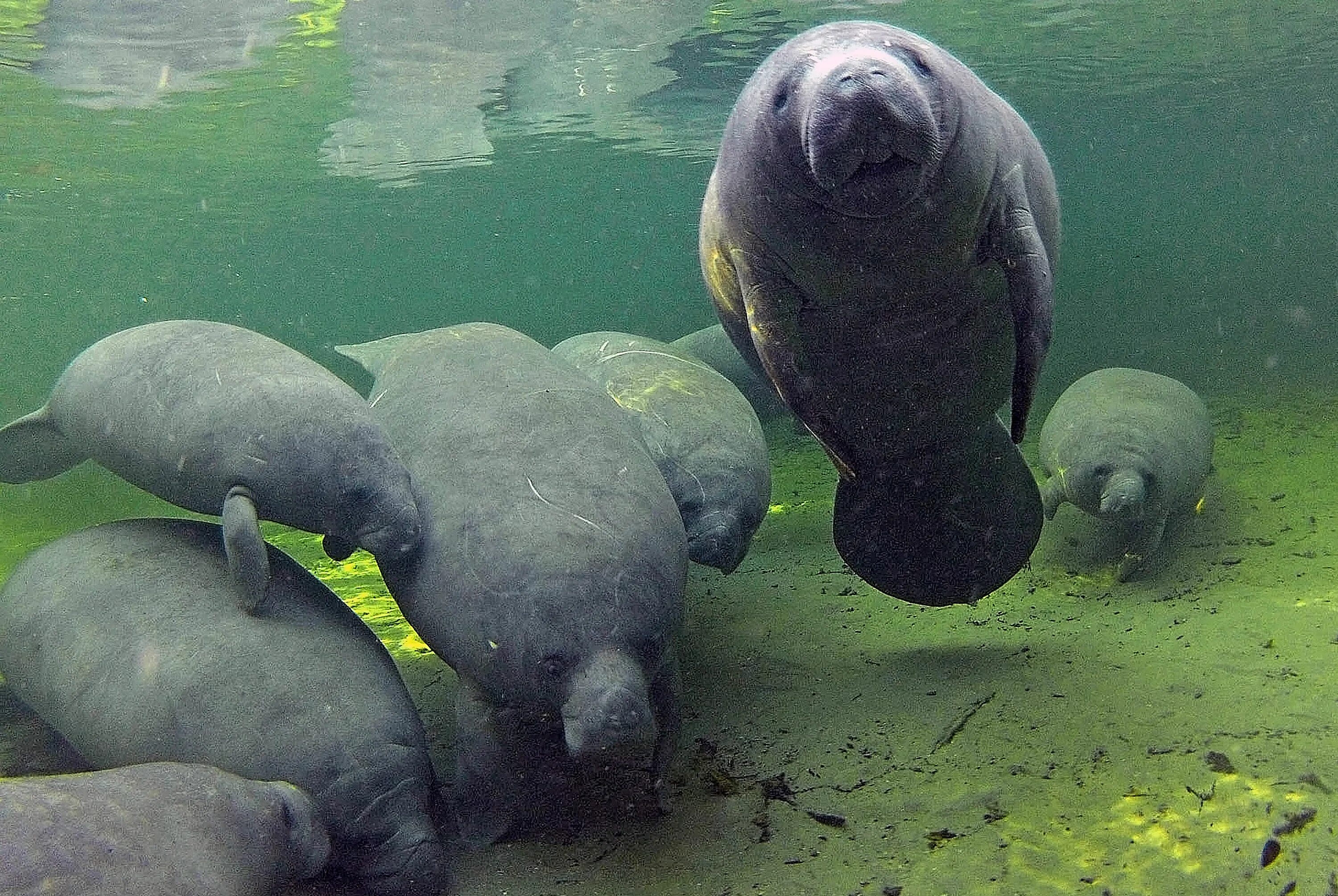 стеллерова морская корова. амазонский ламантин (trichechus inunguis). дюгонь морская корова. ламантины водные млекопитающие. морская корова дюгонь ламантин стеллерова корова.