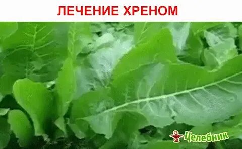 Листья хрена польза