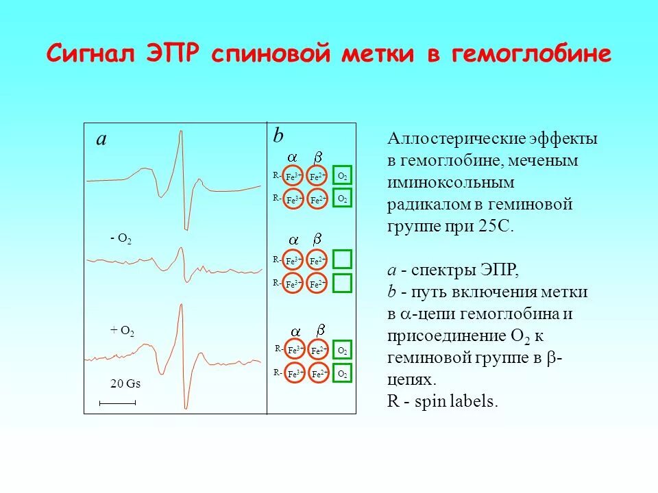 Сигнал ЭПР это. ЭПР спектрометрия. ЭПР спектр. Аллостерические эффекты гемоглобина.