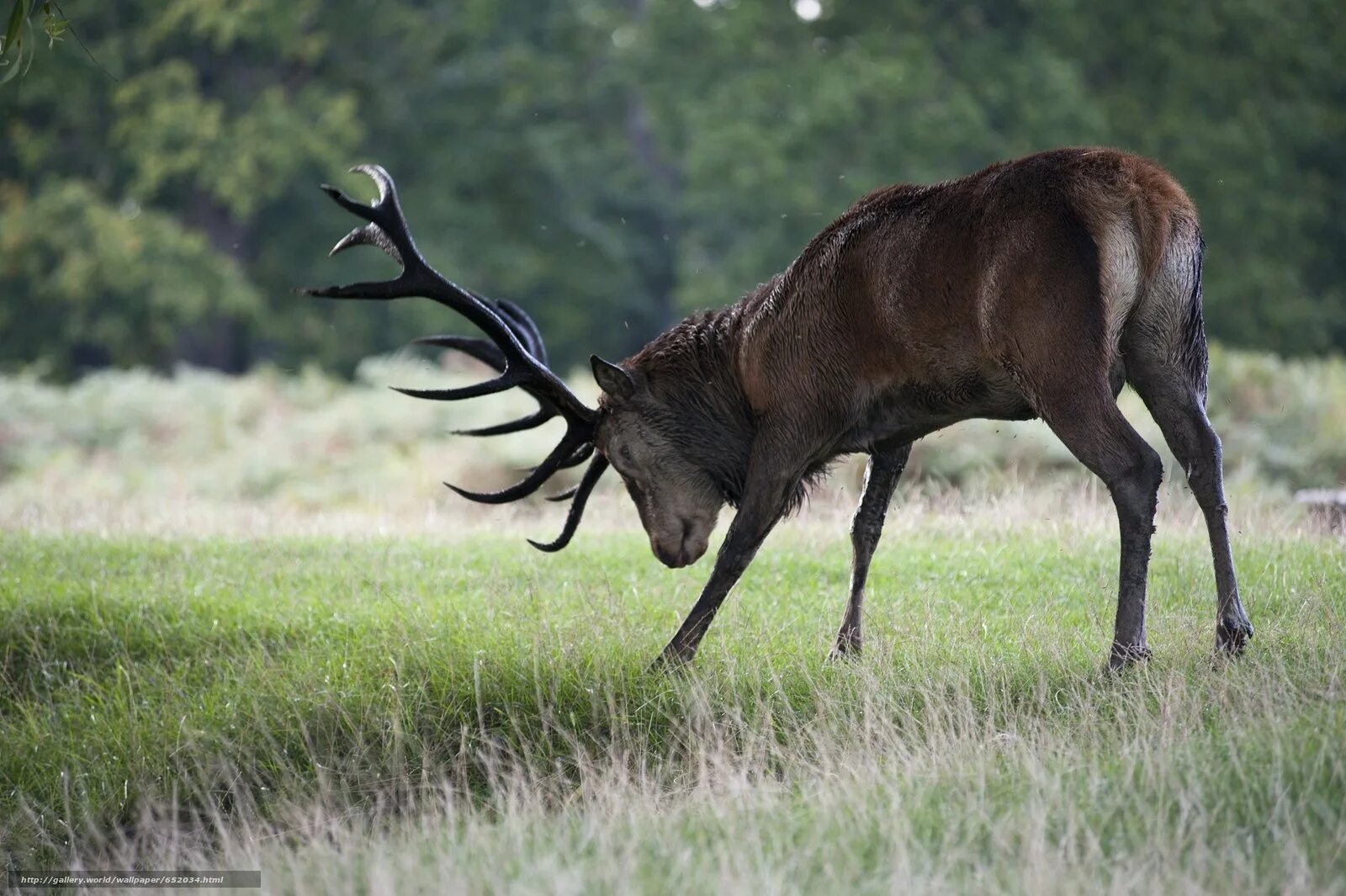 Западные верблюды. Спаривание благородного оленя. 10 животных евразии. Иллюзия верблюды. Лось и верблюд.