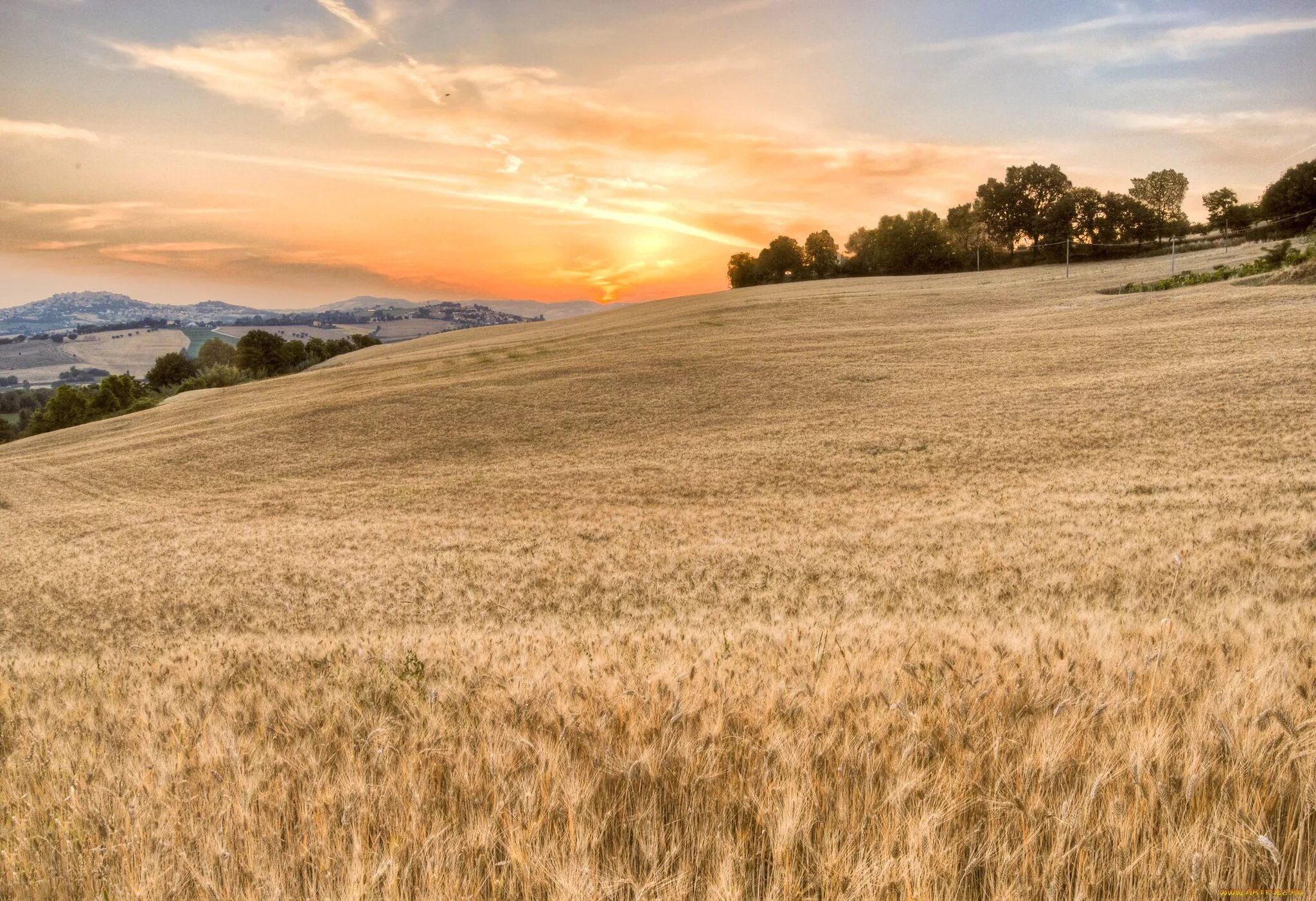 Картинка поле. В поле. Пшеничное поле. Пейзаж поле. Пейзаж поле пшеницы.