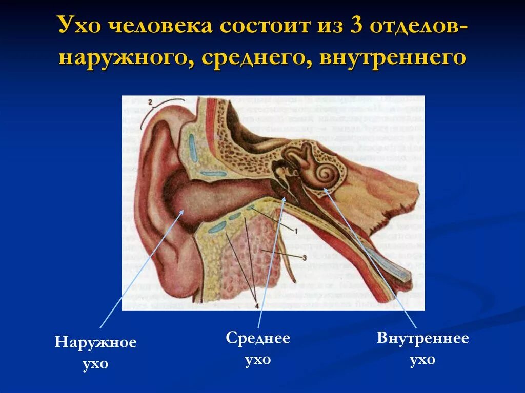 Наружное ухо человека состоит из. Строение среднего уха человека анатомия. Строение уха человека. Строение среднего отдела уха. Наружное среднее и внутреннее ухо.