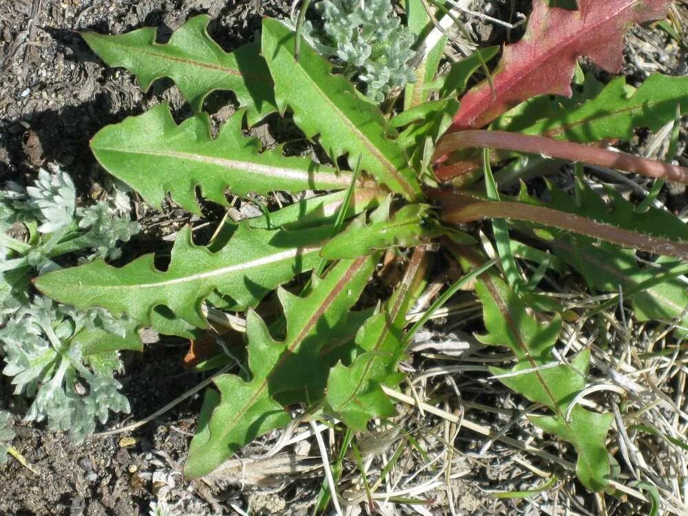 Полезен листьев одуванчика. Taraxacum albescens. Лист одуванчика. Одуванчик лекарственный листья. Растения с прикорневой розеткой.
