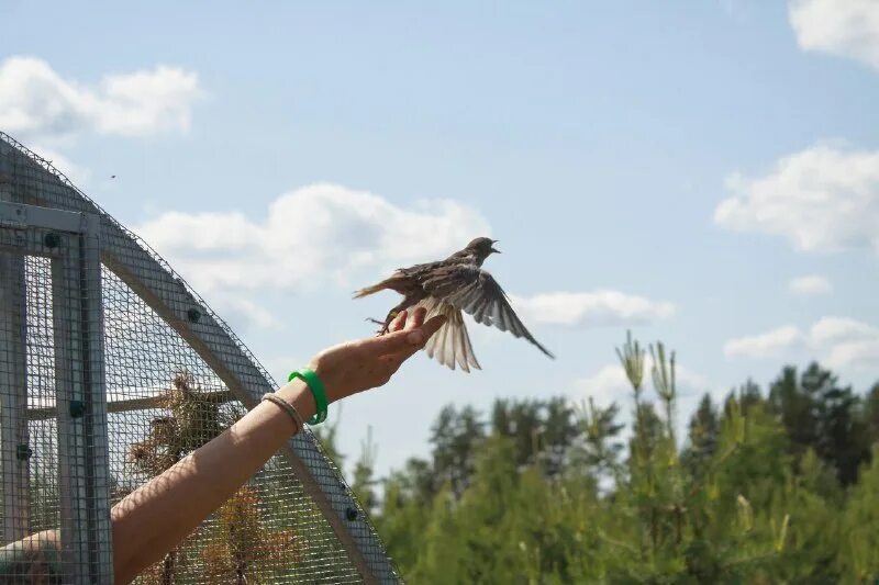измерение птиц. птица беркут халзан. как взять птицу. чем кормить птиц зимой. человек с маленькой птичкой.