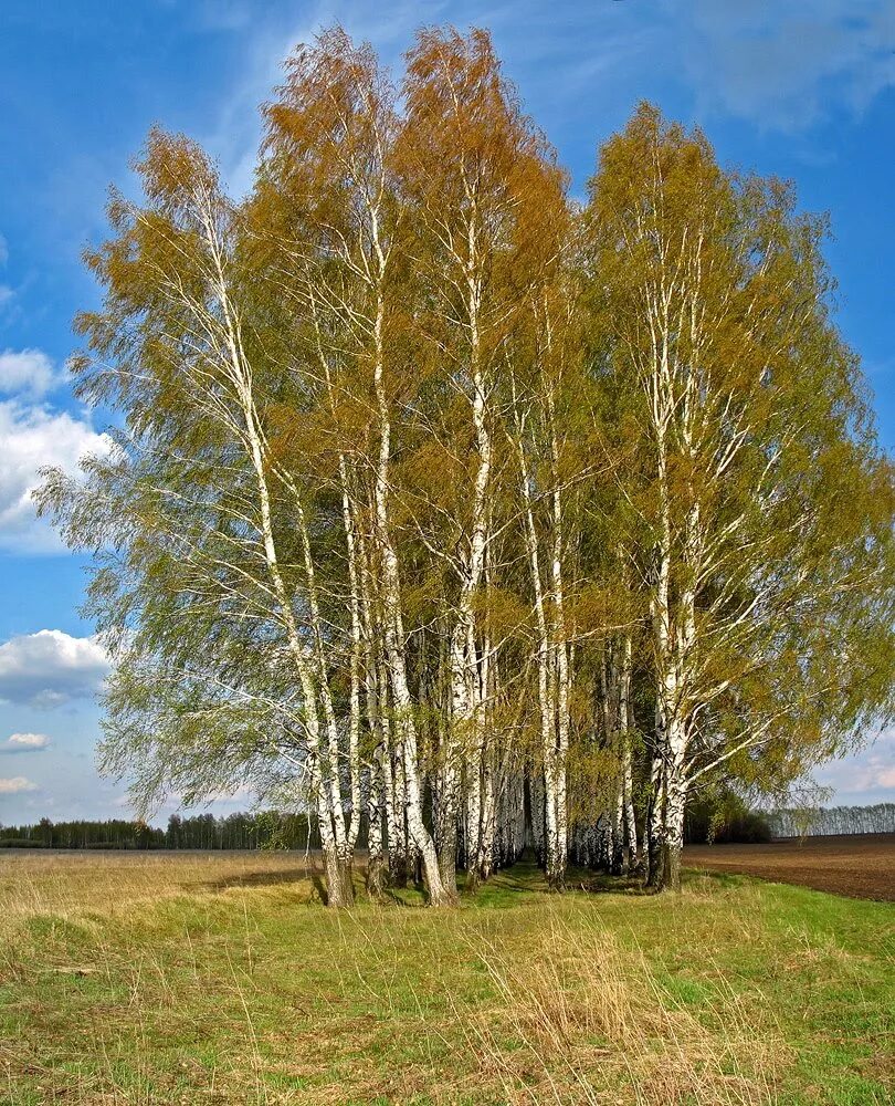 Карельская береза оопт. Березовая роща великий новгород. Березовая роща пермь. Березовая роща омск. Некоторые березы.
