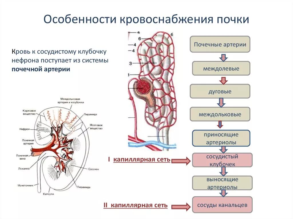 Строение почечных сосудов. Особенности строения почек человека. Строение нефрона и схема кровообращения в почке. Кровоснабжение почки схема. Система кровообращения почек