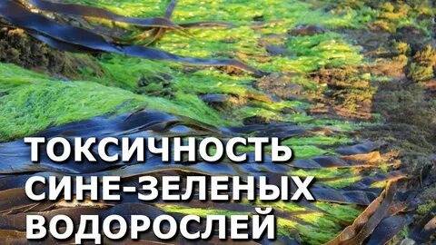Вред водорослей