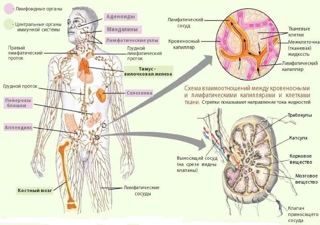 Лимфатическая система человека схема. Лимфатическая система человека рис 61. Строение лимфатической системы и лимфатического узла. Система лимфоузлов человека схема. Лимфатические органы и сосуды