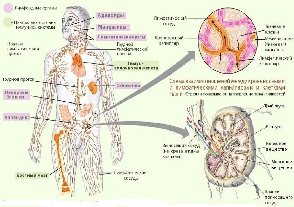 Лимфатическая система человека схема. Лимфатическая система человека рис 61. Строение лимфатической системы и лимфатического узла. Система лимфоузлов человека схема. Почему увеличивается лимфатические узлы