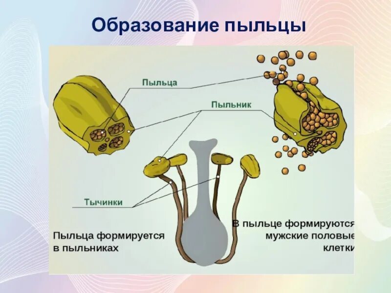 Строение пыльцы покрытосеменных растений. Пыльца цветковых растений строение. Строение тычинки покрытосеменных. Строение пыльцы цветкового растения. Строение тычинки и пыльцы