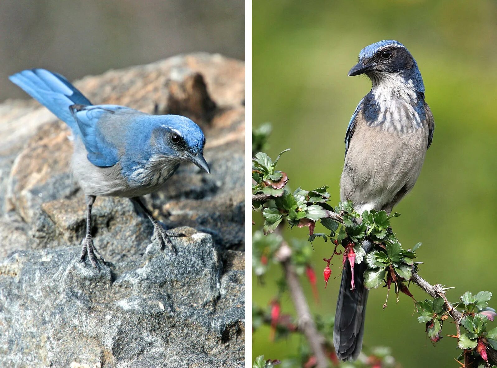 American birds. Американская птичка синяя. «Голубые сойки». Птицы семейства врановых. Птица с голубыми крыльями.