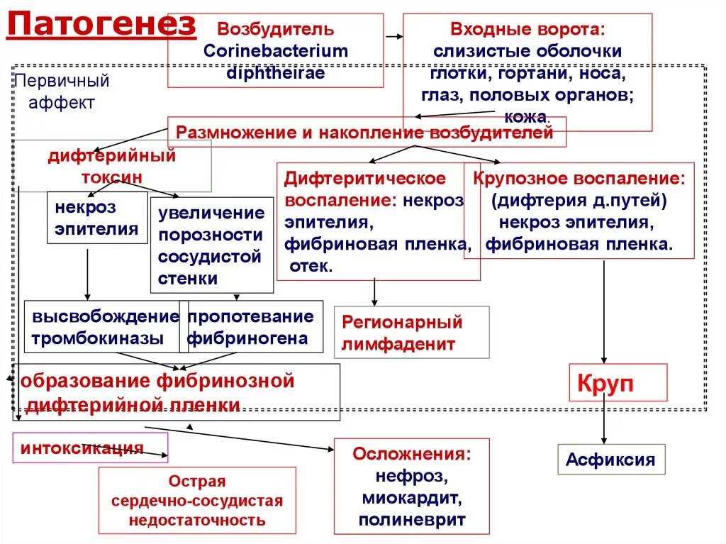 Патогенез дифтерии схема. Патогенез дифтерии. Механизм развития дифтерии. Патогенез дыхательной недостаточности при дифтерии.