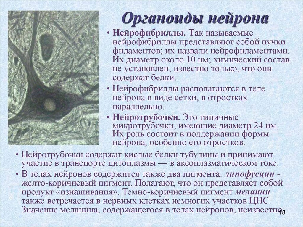 Нейрофибриллы функции. Органоиды нейрона и их функции. органеллы нервной клетки. нейрофибриллы в нервных. нейрофибриллы в нервных клетках.