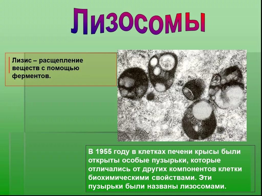 Происходит в лизосомах обмен. Автолиз лизосом. Лизосомы рисунок. Лизосомы строение.