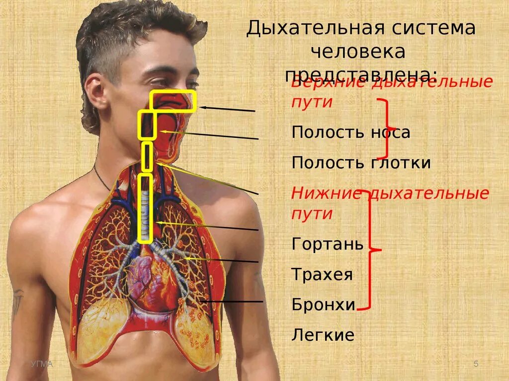 Где расположена верхнее. Дыхательные пути. Верхнему отделу дыхательной системы. Верхние дыхательные пути. Верхние и нижние дыхательные пути человека.