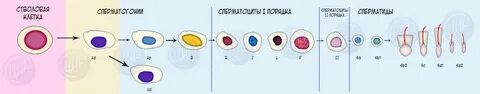 Клетка сперматоцит ii порядка