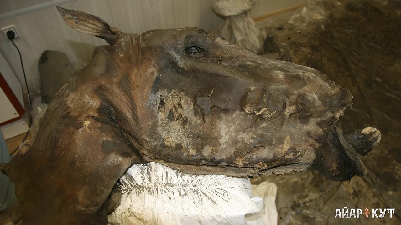 Каких доисторических животных находят в якутии
