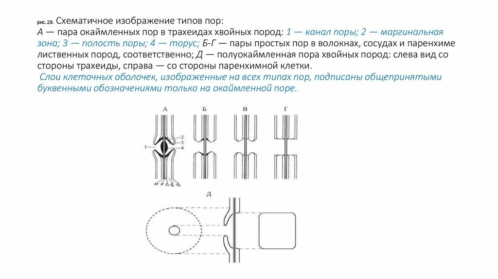 Окаймленные поры. Простые и окаймленные поры. Пара окаймленных пор схема строения.