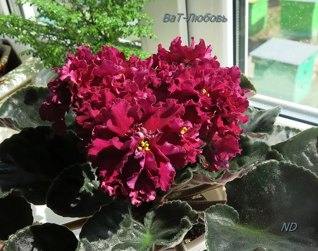 Фиалка рс золотая роскошь. Фиалка ав роскошь. Фиалка сорт роскошь. Фиалка ле золотая роскошь. Фиалка сорт наполеон.