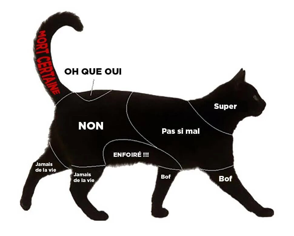 Как гладить кота. Где можно гладить кошку. зоны глажки кота.